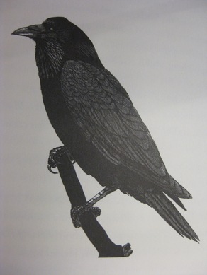 Ravenimg_4055